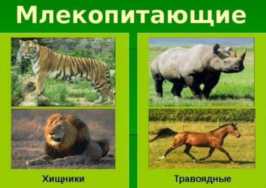 Хищники растительноядные всеядные животные. Дикие животные хищные и травоядные. Травоядные животные. Группы животных растительноядные. Травоядные плотоядные и всеядные.