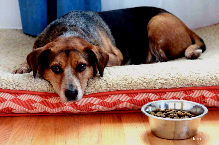 Собака отказалась от еды