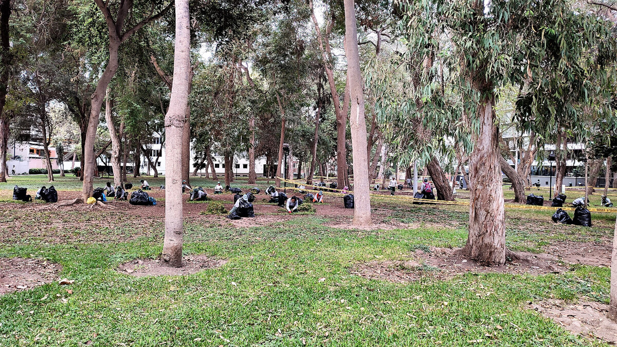 Садят газонную траву