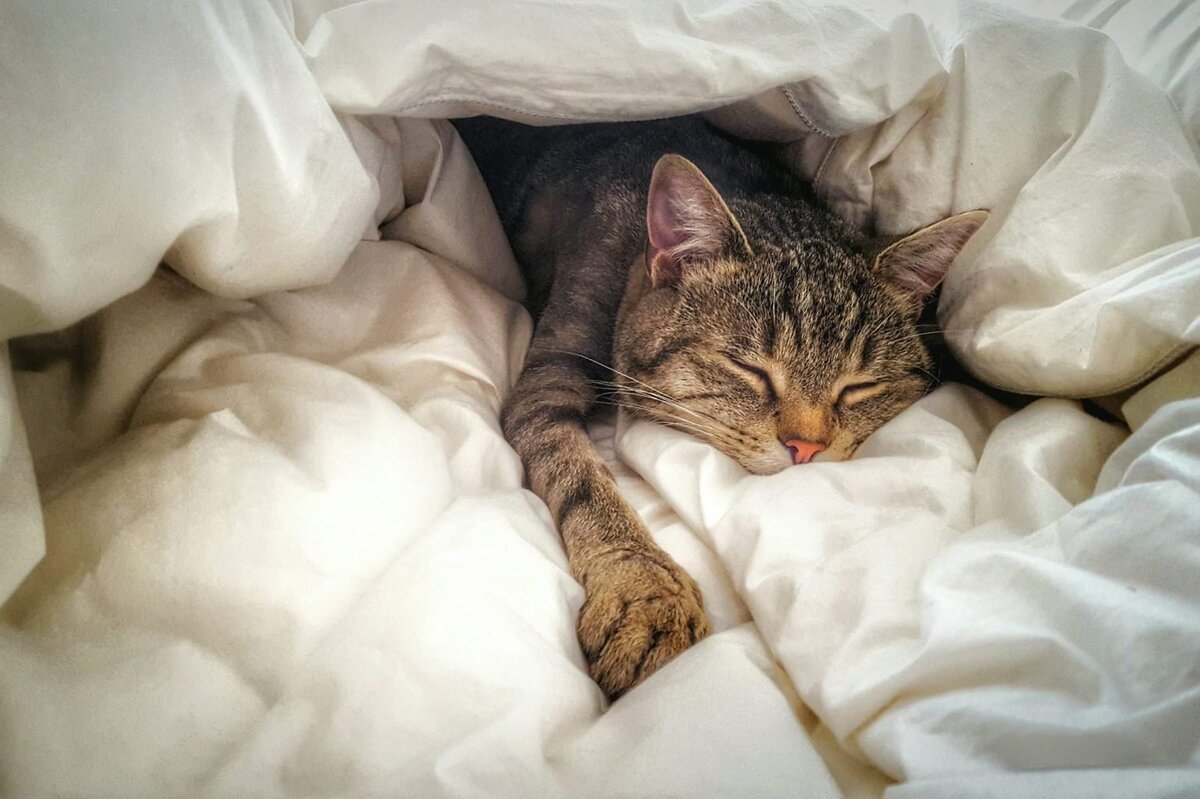 Котенок спит в кровати