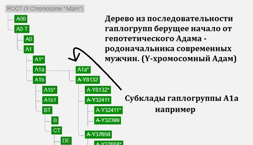 Митохондриальная ева и y хромосомный адам презентация