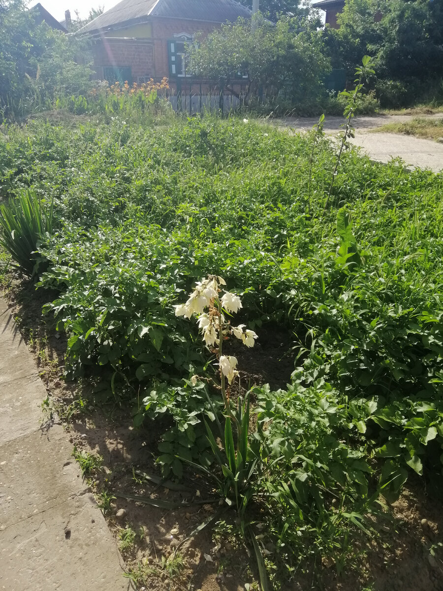 Моя грядка с картошкой