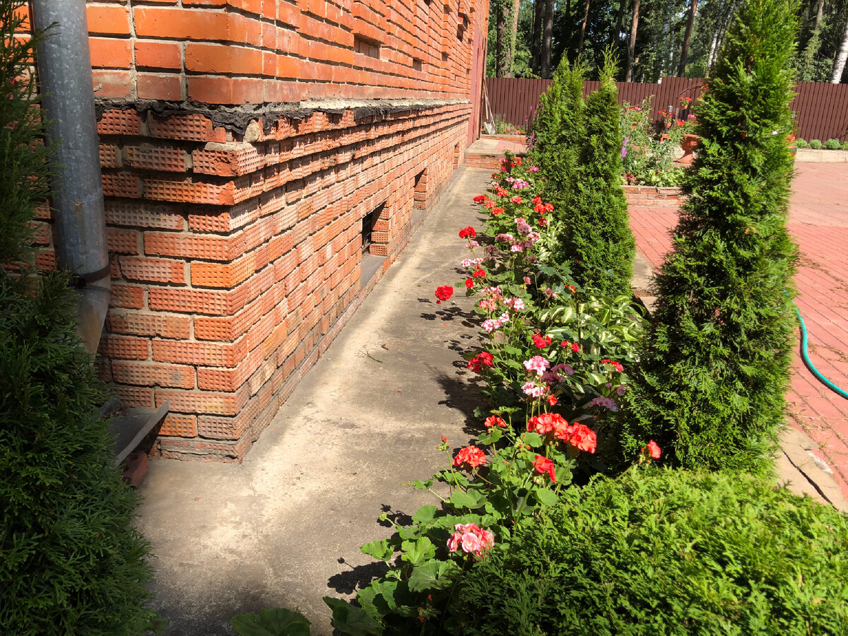 Пеларгония на заднем плане