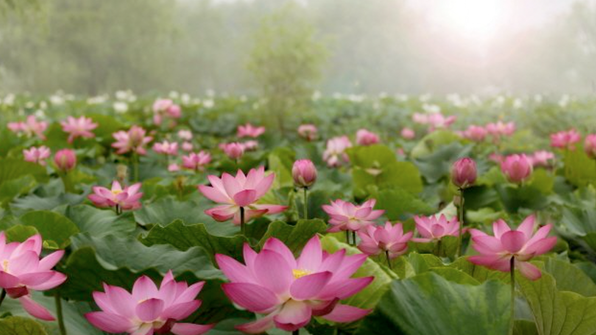 koreatriptips.com