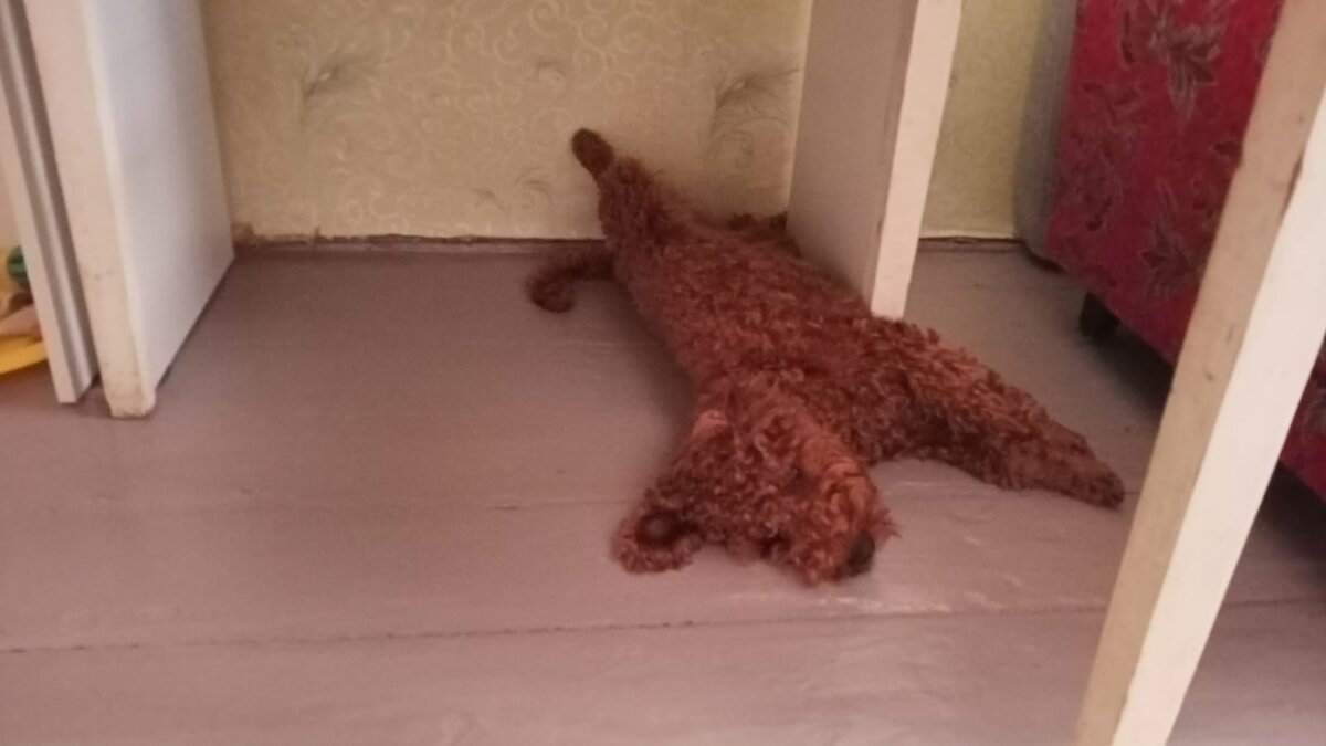 Румпель: - Жизнь прекрасна!