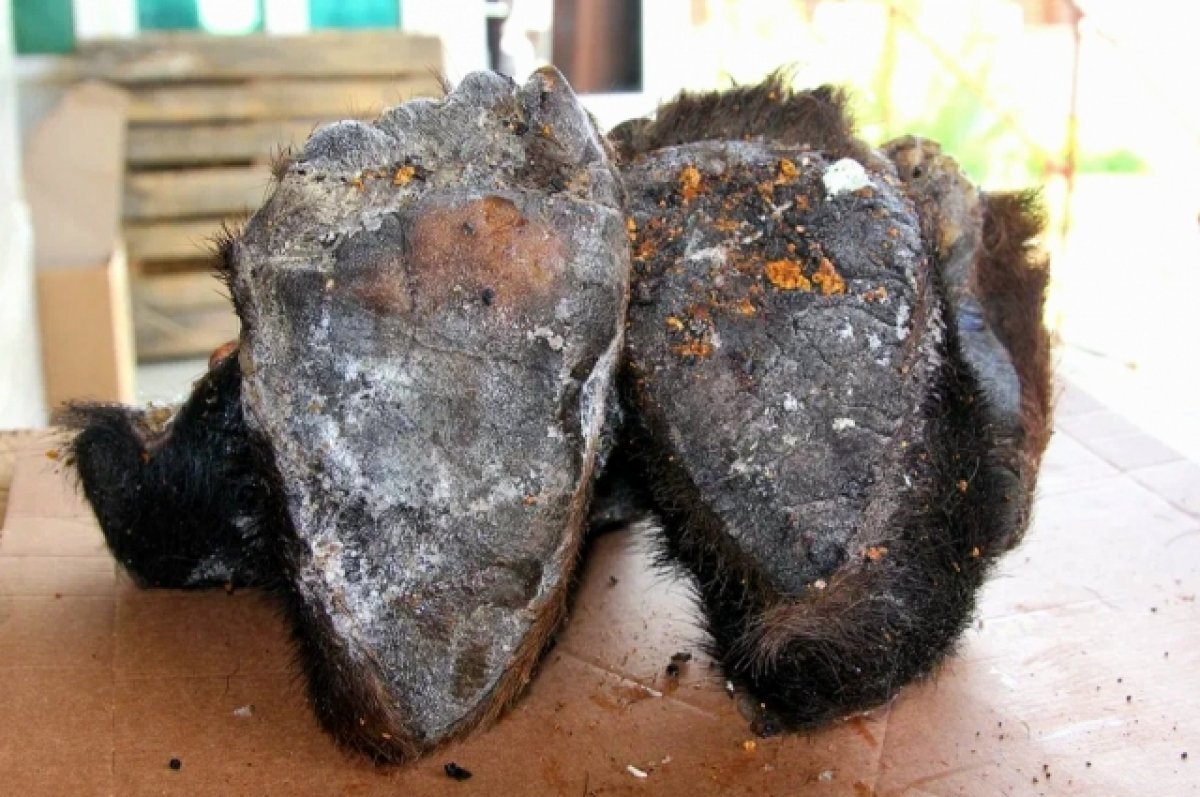    В РФ задержали мужчину, пытавшегося вывезти в Дубай крабов и лапы медведя