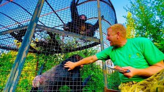 Олегу Зубкову пришлось ВМЕШАТЬСЯ в ситуацию с зонтиком и РАЗОБРАТЬСЯ с шимпанзе!