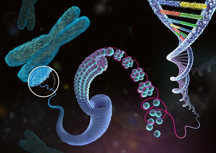 Ген и хромосома. Ген хромосома клетка. Ген хромосома геном. ДНК И хромосомы.