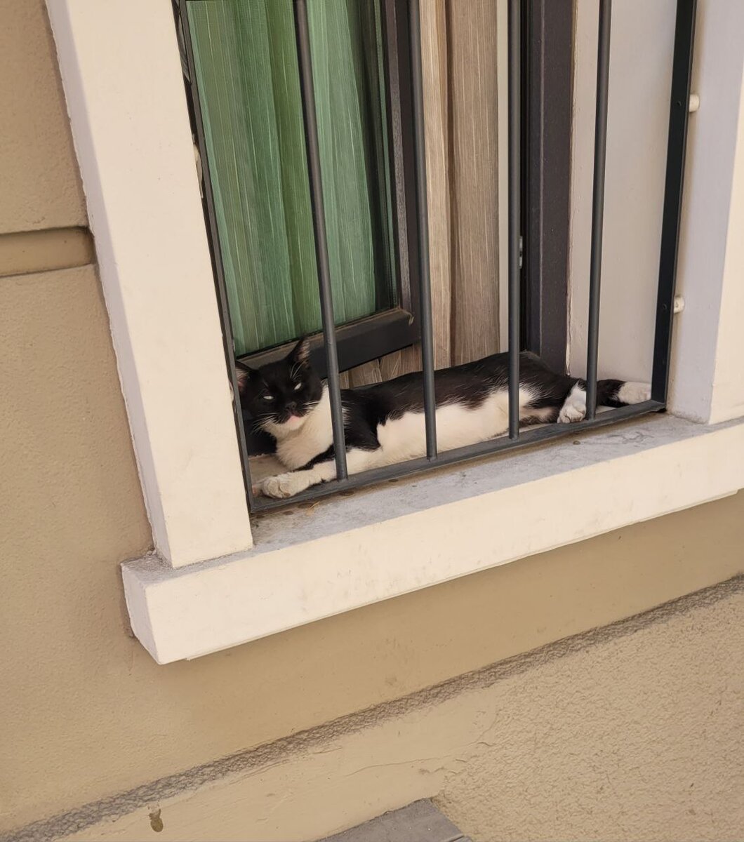 Типичный отдых турецкого котика