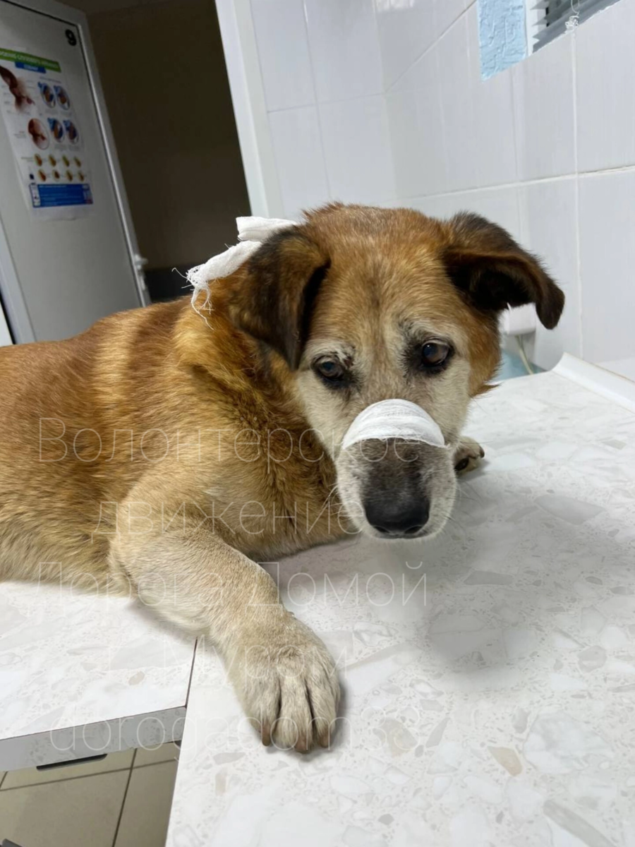 Не оставайтесь и Вы в стороне! Бублику некому помочь 😣  Часто ли Вы обращаете внимание на бездомных собак? А знаете ли Вы пса Бублика, который много лет живёт за Спаром?-2