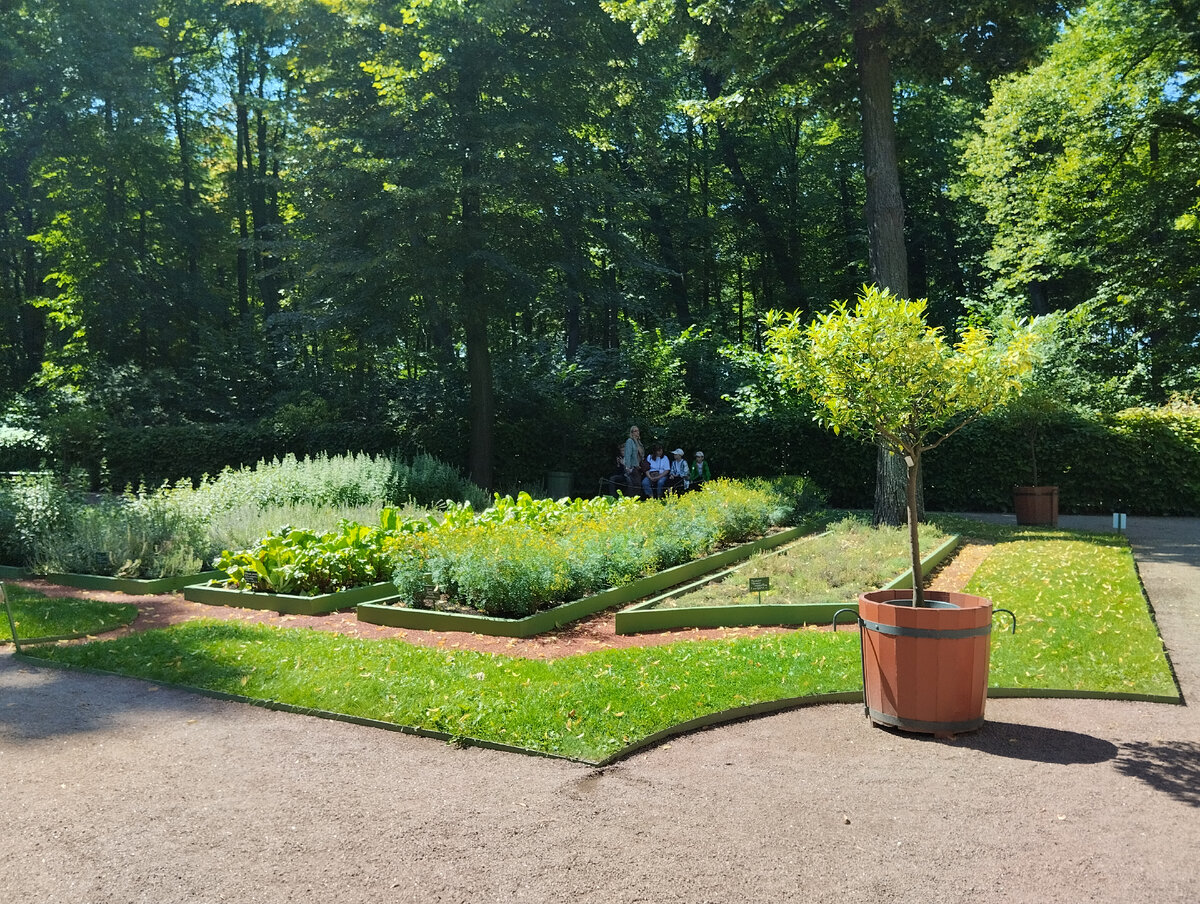 Угловые грядки со скошенным углом. В углах огорода - кадки с цитрусовыми из оранжереи