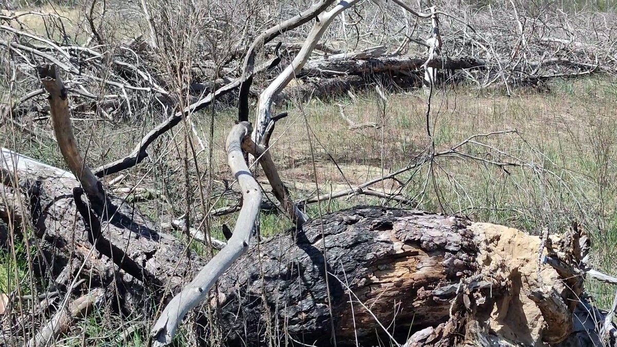     Стремительно падающие доходы некоторых простых ростовчан не позволяют рассматривать проведение отпуска на море или за границей. Изучив варианты бюджетного отдыха, жители мегаполиса приняли решение уединиться на донской природе.