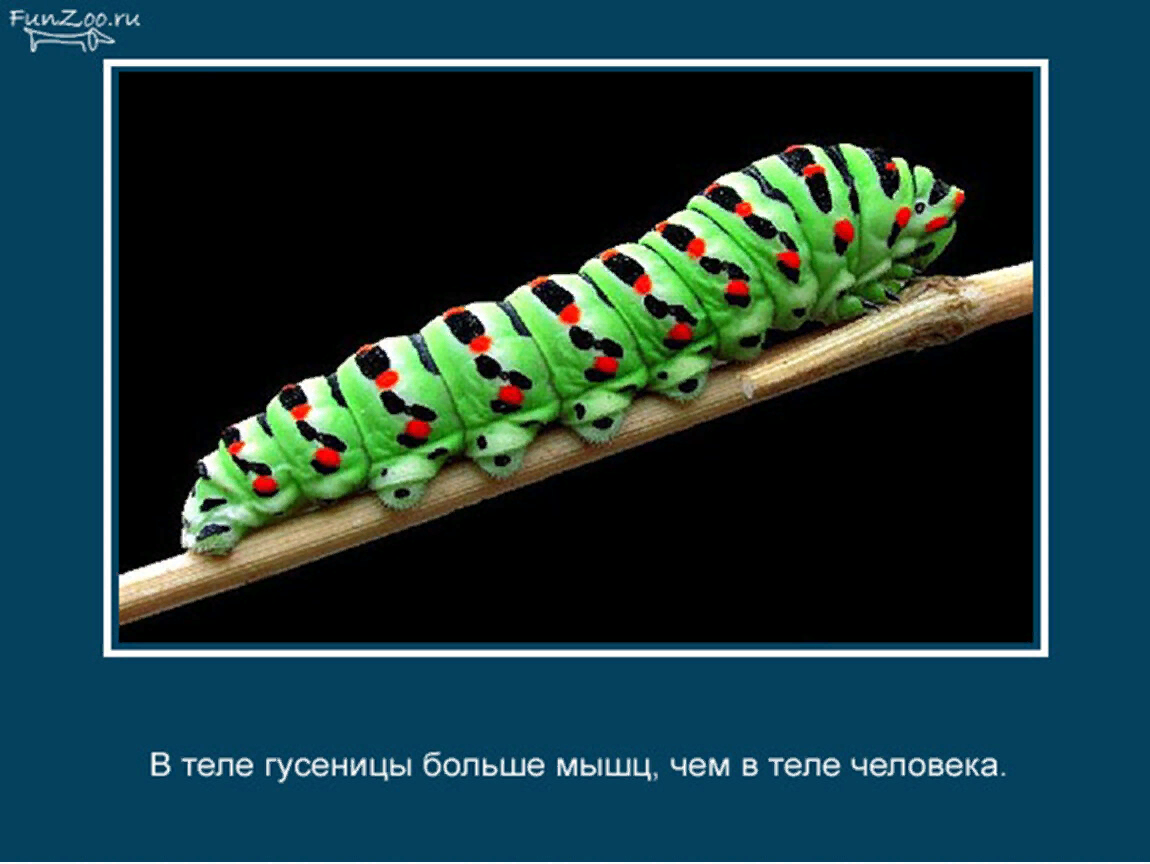 Картинка интересные факты о животных
