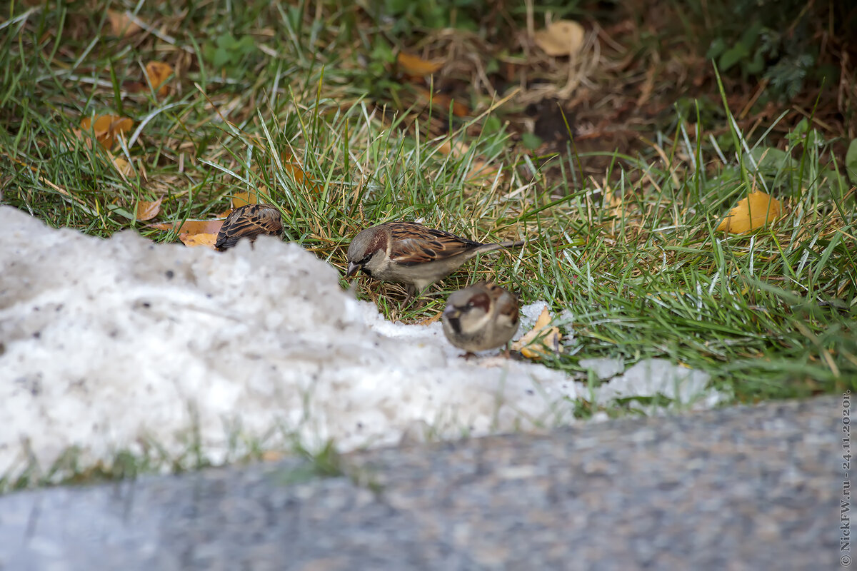 1. Самцы Домовых воробьёв © NickFW.ru - 24.11.2020г.