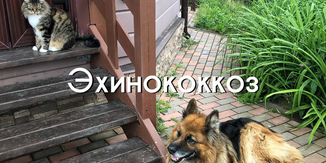 Эхинококкоз и натуральное кормление собак и кошек