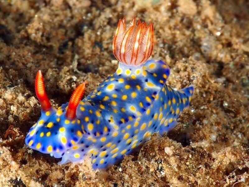 Hypselodoris Kanga. Фото с сайта https://www.pinterest.com/