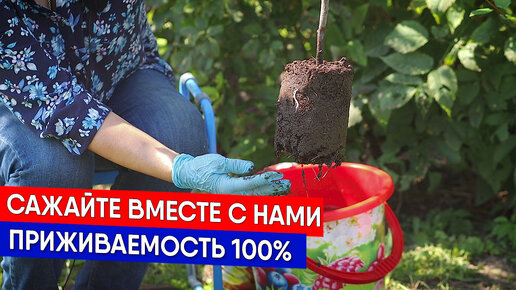 Сажайте вместе с нами - приживаемость 100%