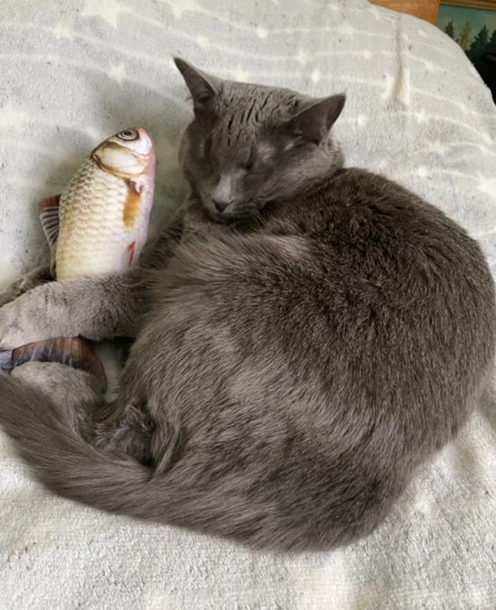 Рыбный день