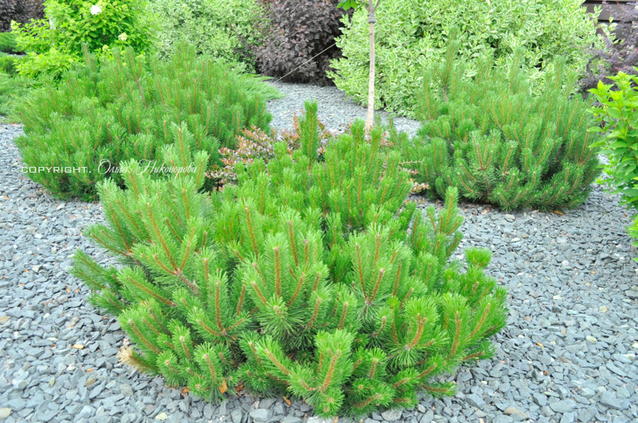 Сосны бывают разные,  а заболевания одинаковые у всех видов.