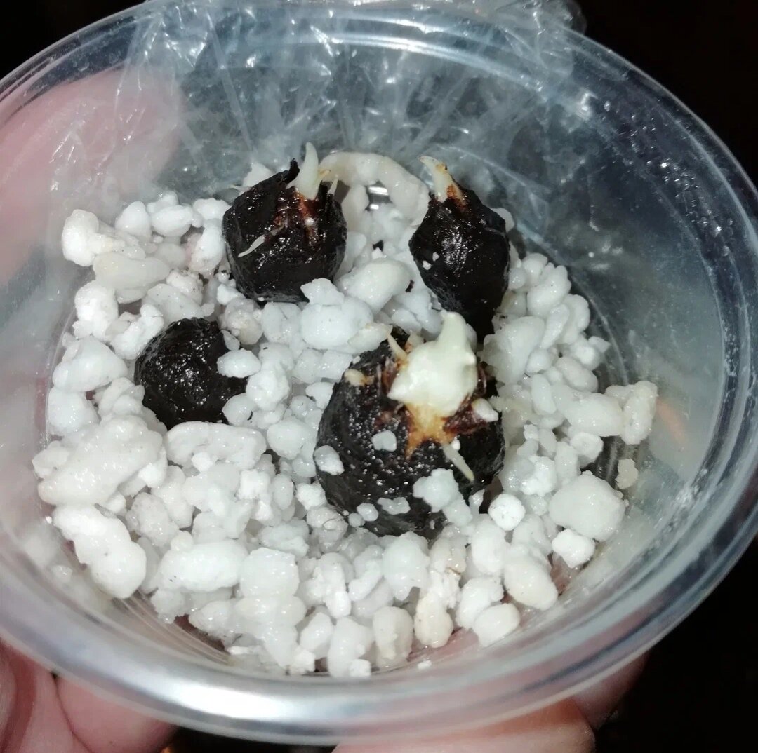 Самый ближний - будущая героиня этой статьи. Фото из личного архива автора канала 