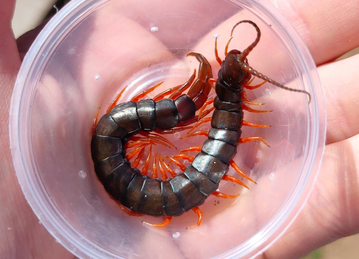 Сколопендра. Фото с просторов интернета