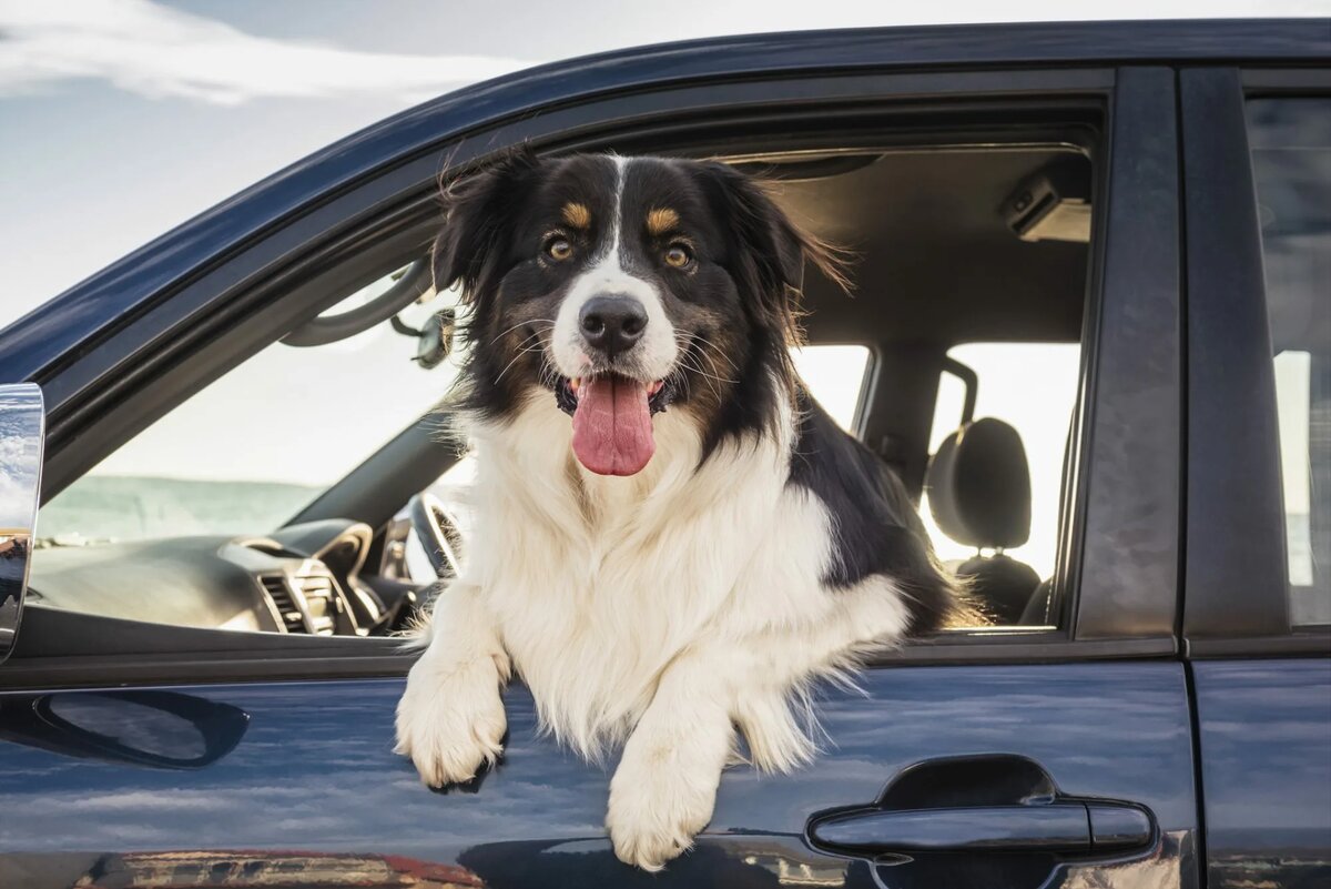 Согласитесь, как прекрасно в свой выходной прыгнуть в машину и выехать всем семейством в лес! Но далеко не все собаки переносят поездку в машине спокойно.