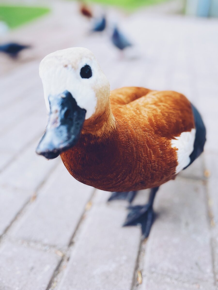 Смелый утенок