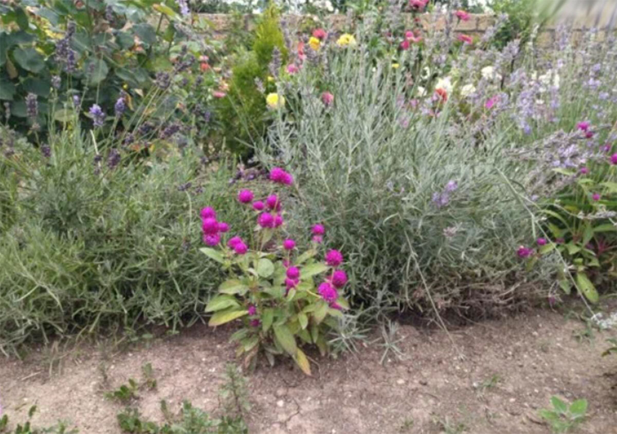 Гомфрена летом, в июле, фото.