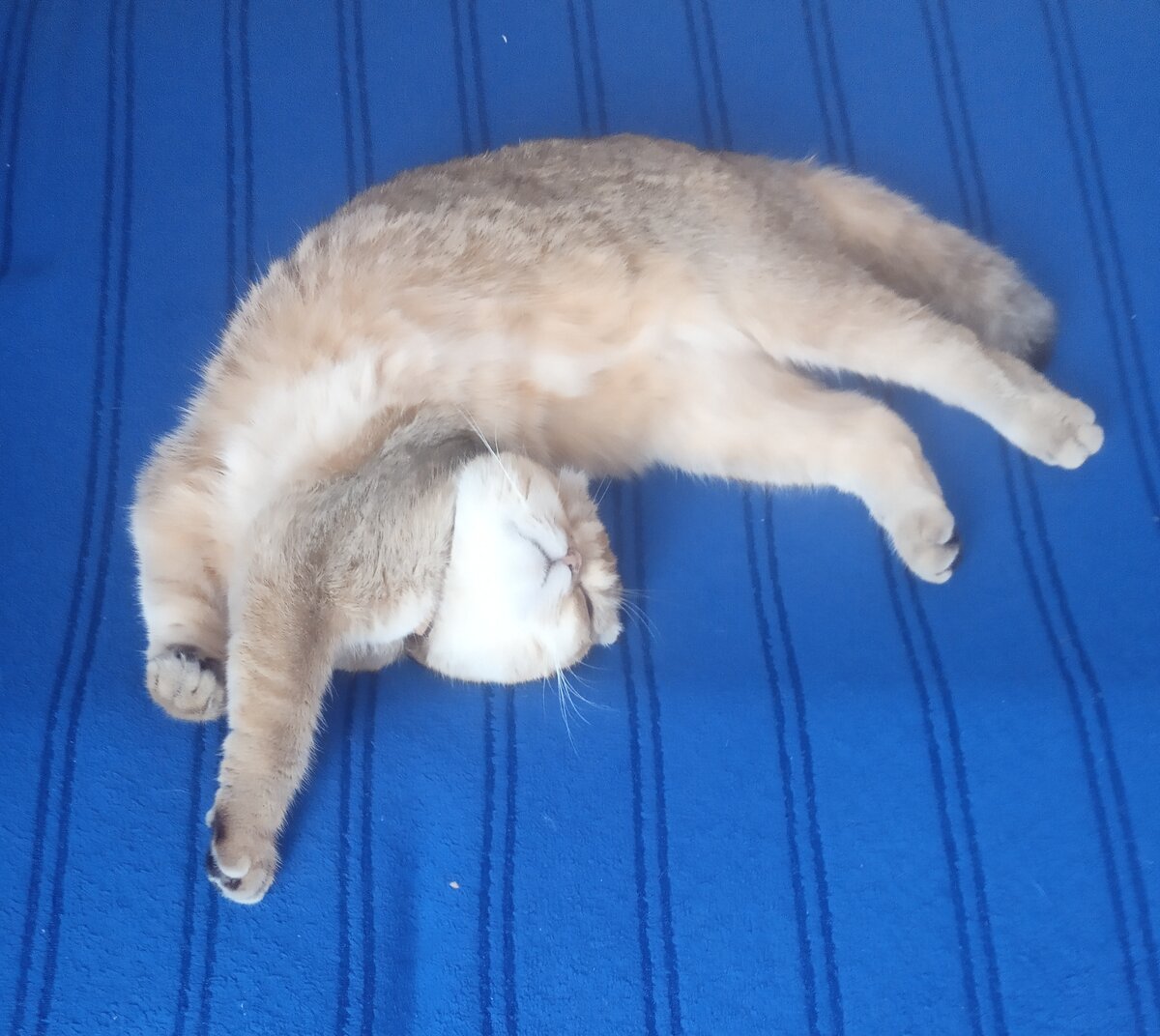  Вот такая вот гимнастка!