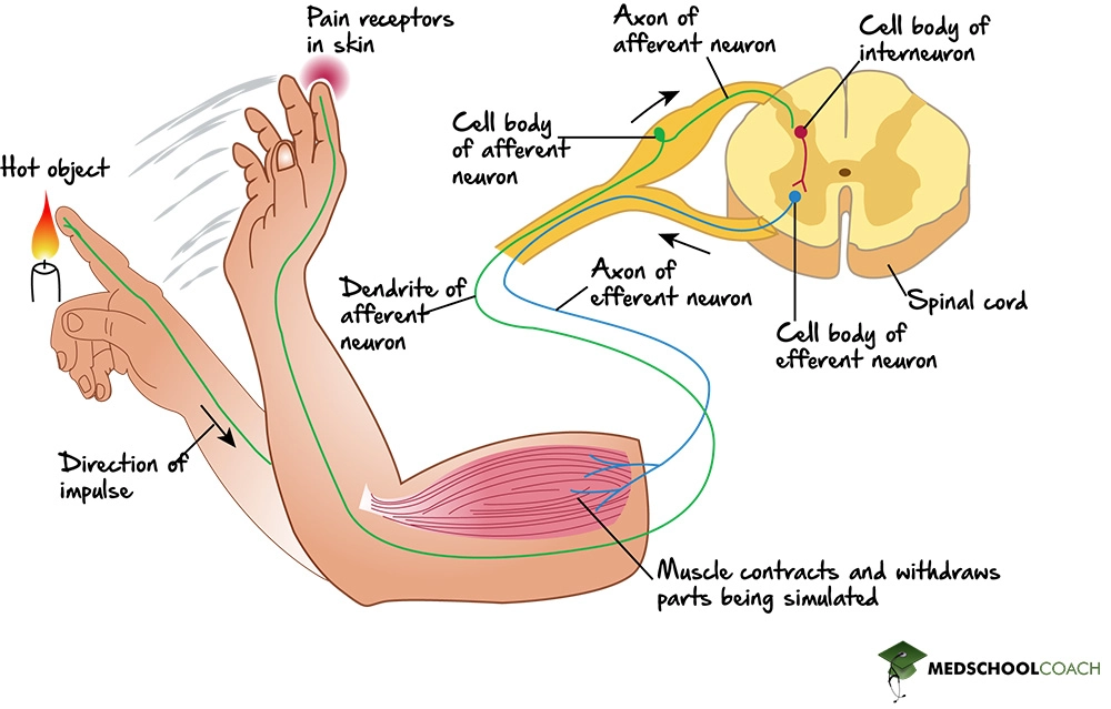 Картинка взята отсюда: https://www.medschoolcoach.com/reflex-arcs-mcat-biology/ 