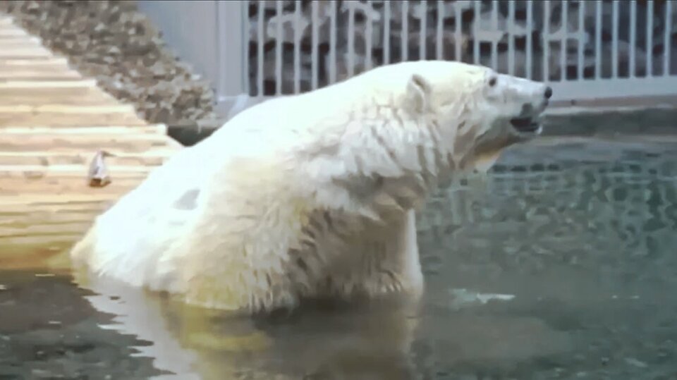 В зоопарке Диксон выглядел счастливым