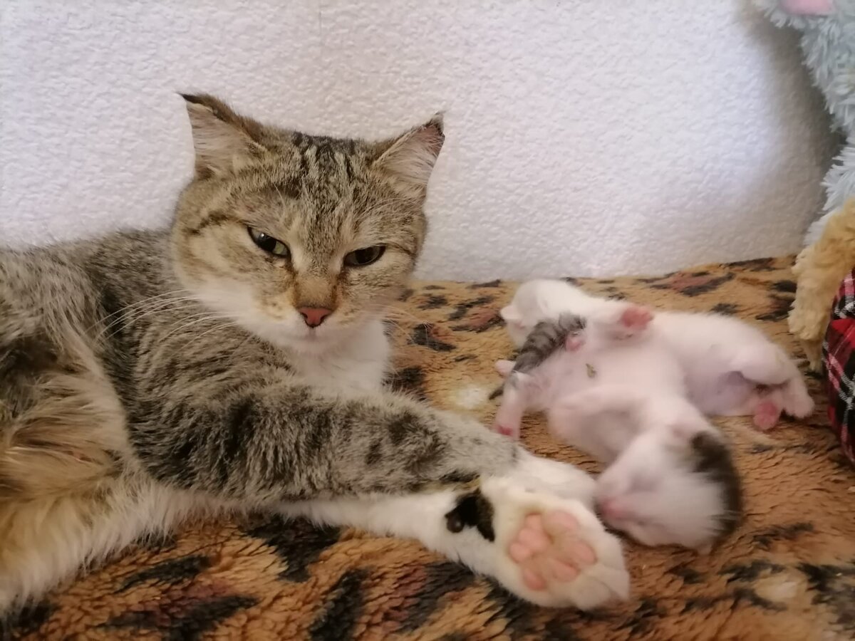 Это Плюша. Одна из моих подопечных. Только что родила. К счастью с ее малышами все нормально, как и с ней.