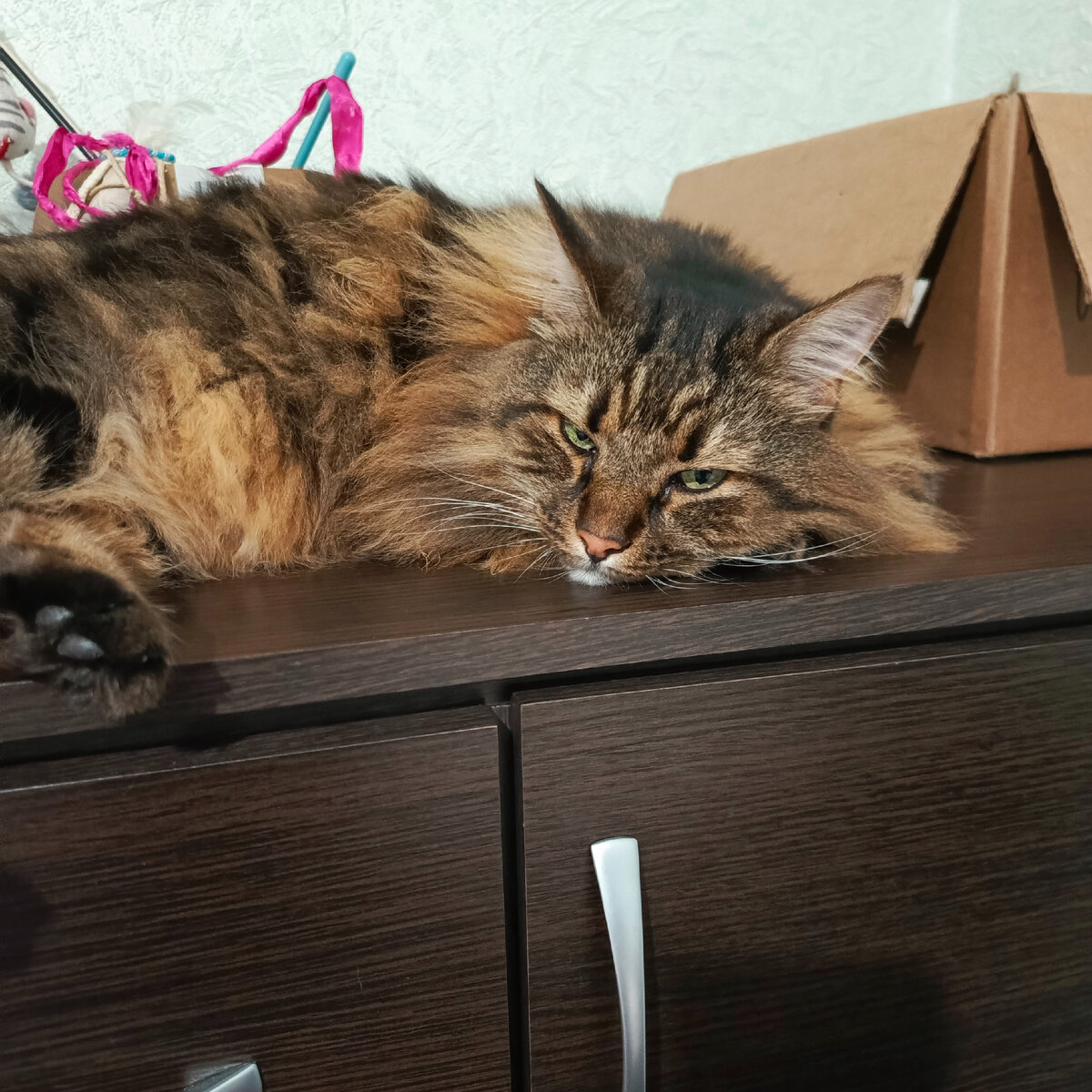 Кузя в печали