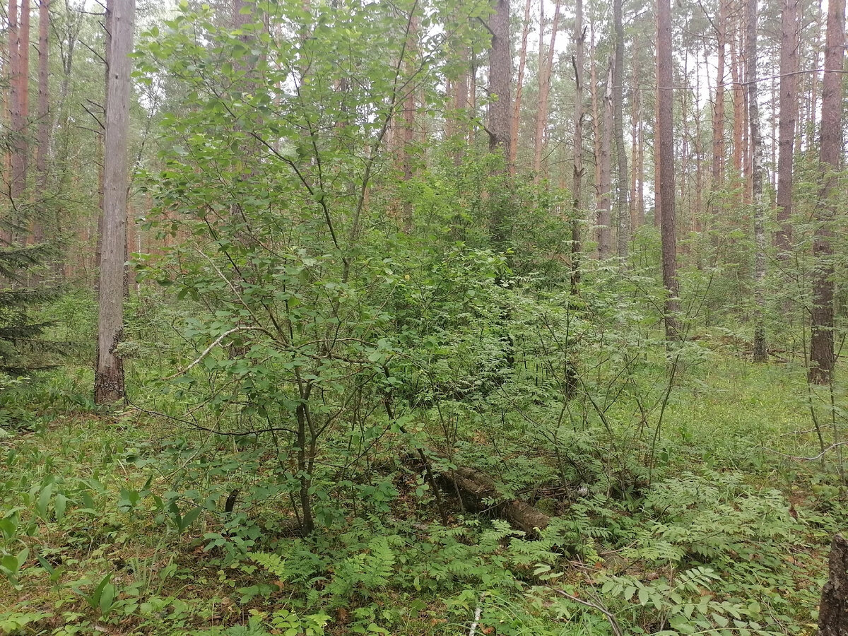 Приехали в лес