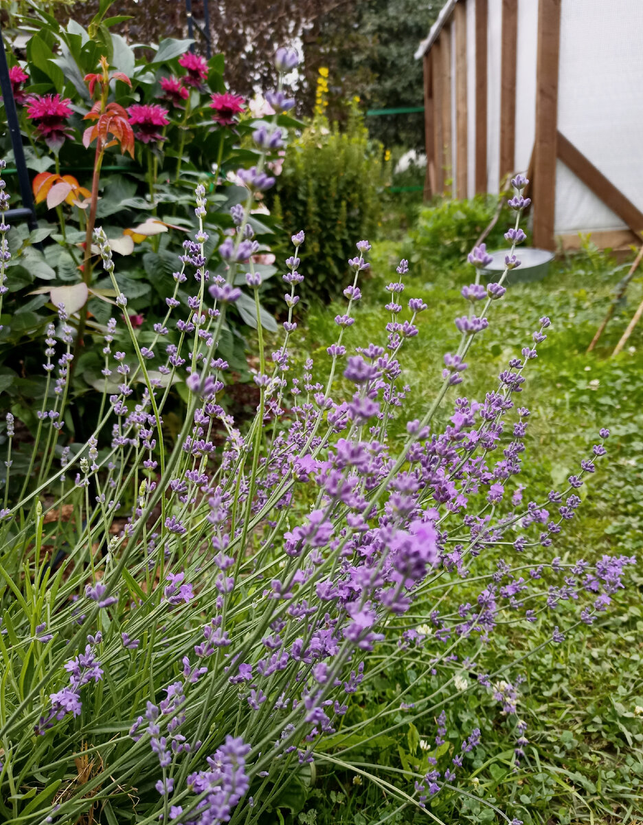 Это мой самый старый кустик лаванды в начале июля