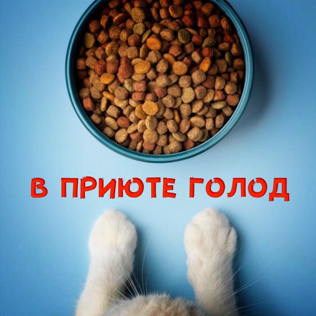 дзен хвостики