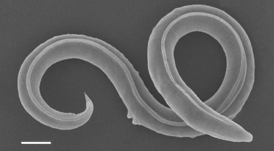   Anastasia Shatilovich et al. / PLoS Genetics