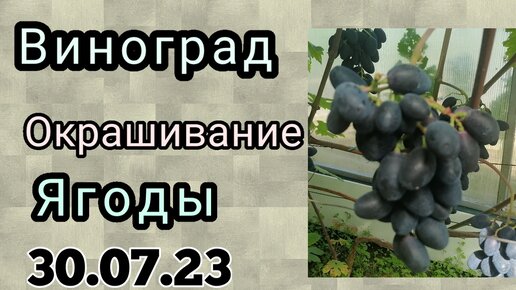 окрашинание винограда 29,07,23