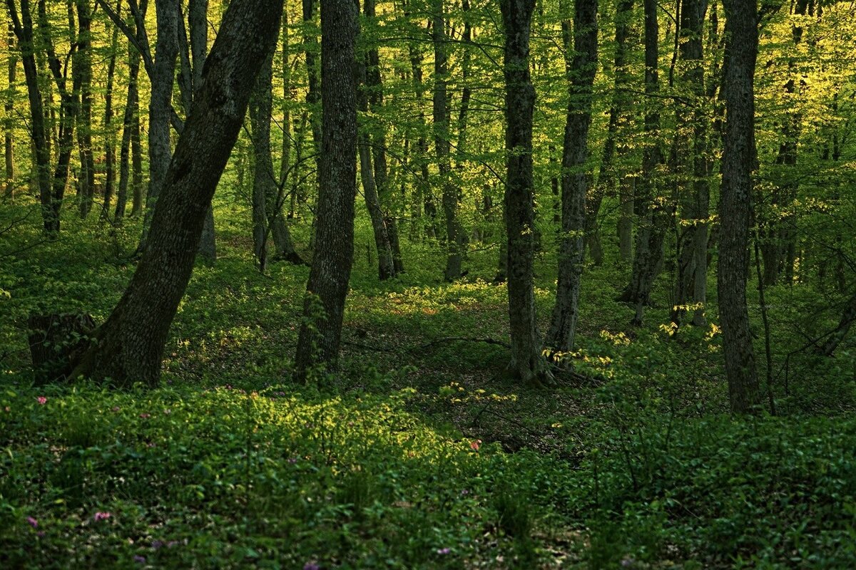 Фото леса из Интернета