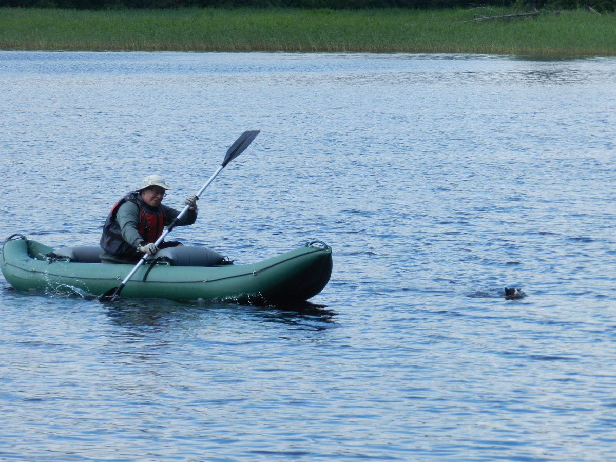 В погоне за питомцем
