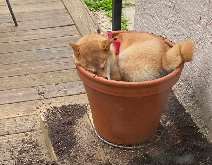 Которая вот уже более