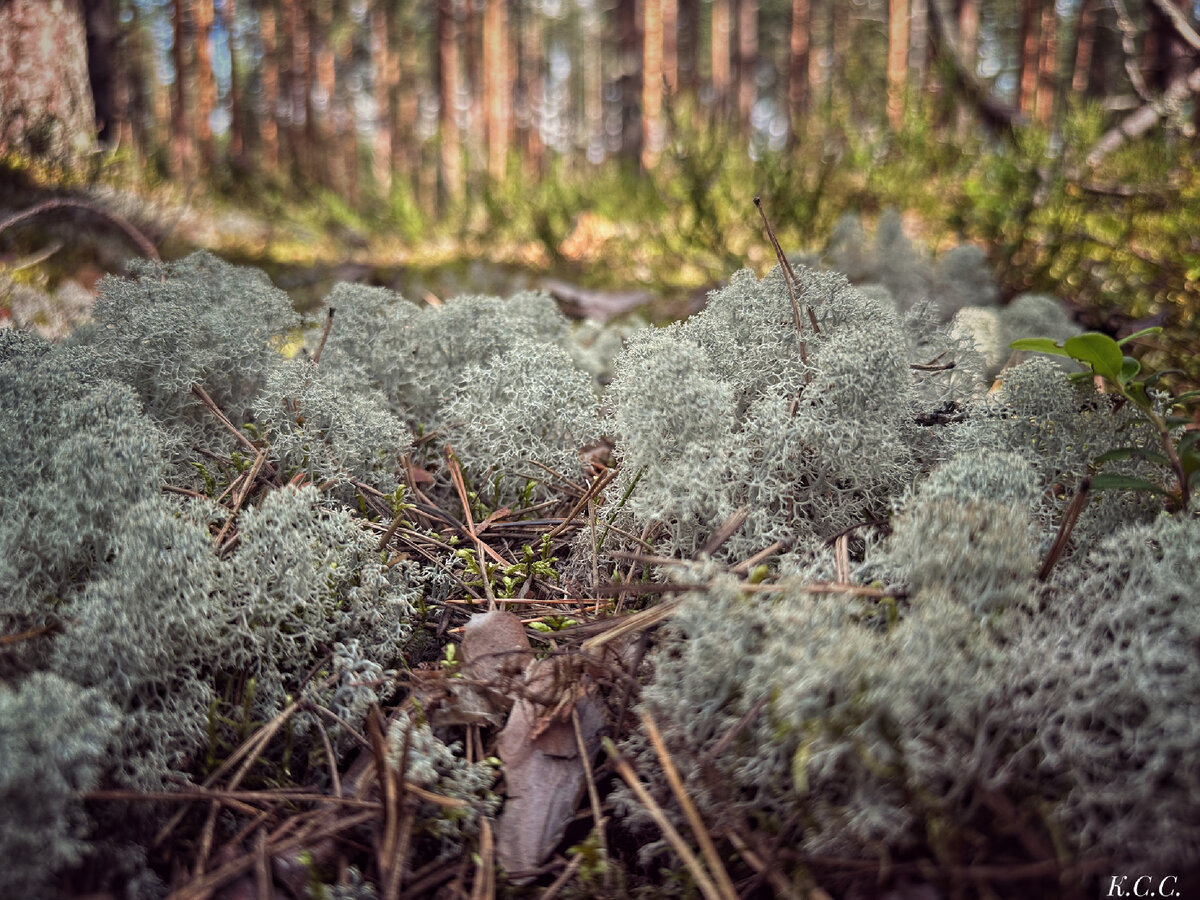 Ягель съедобный