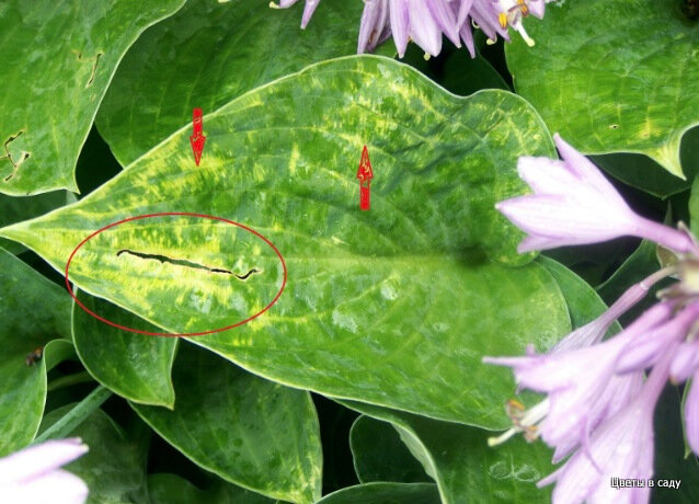 Проявление вируса Hosta X на листе хосты