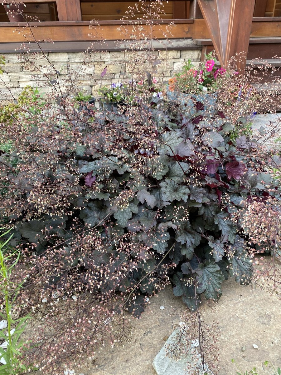 Вот такой куст Heuchera вырос у меня за 4 года из небольшой розетки. 