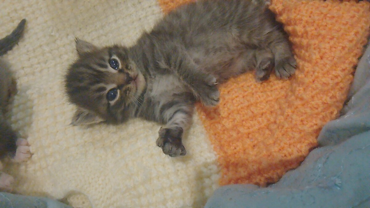 Симба поиграл и хочет спать😺