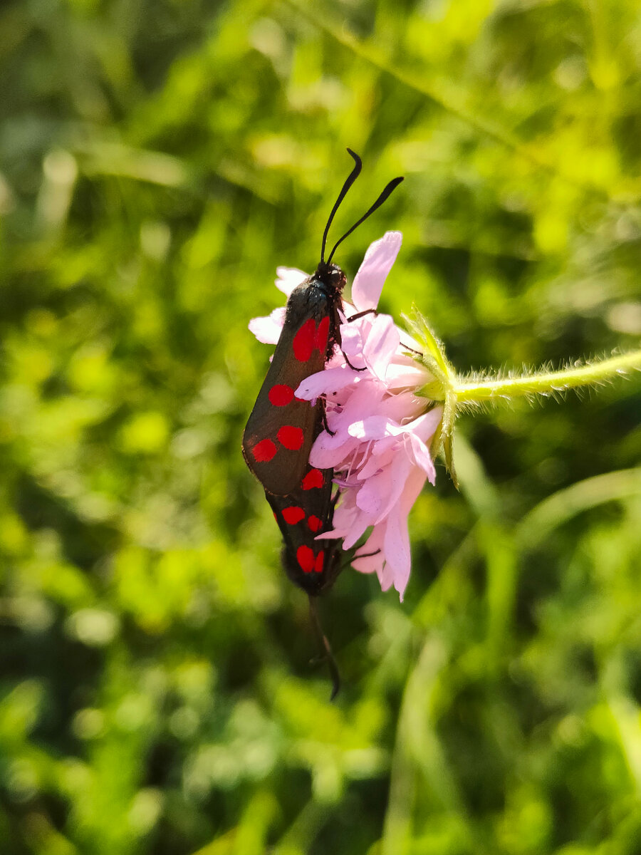 А вдруг это тоже мухи?