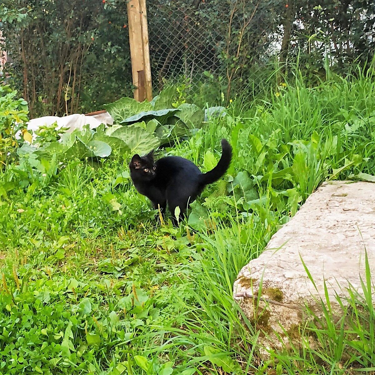 Кики пришла в гости. 