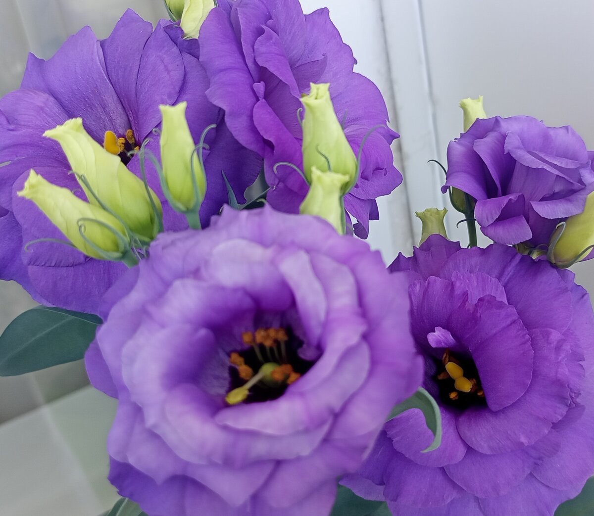 Разве они не чудесны? Фотография Цветы вокруг нас