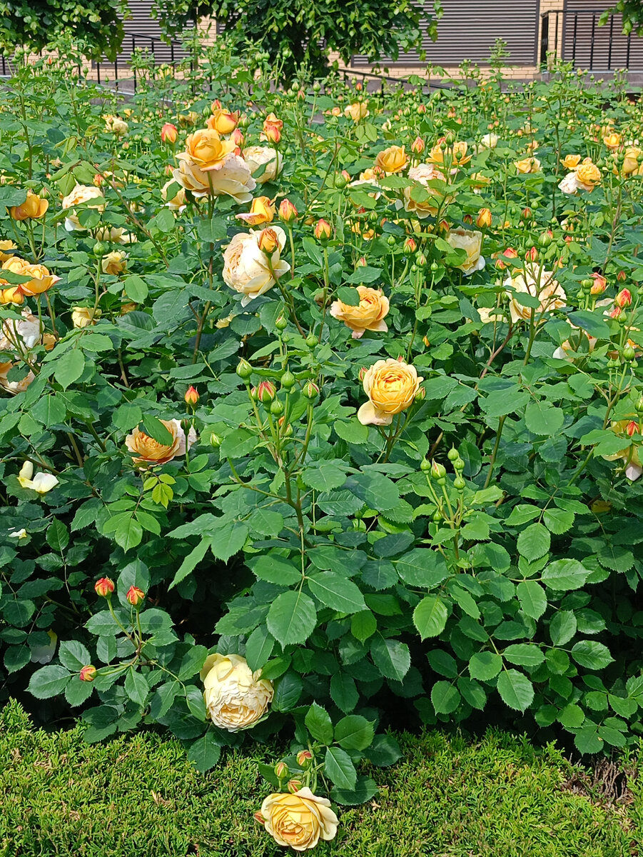 Клумба из чайных роз на Курортном бульваре. 