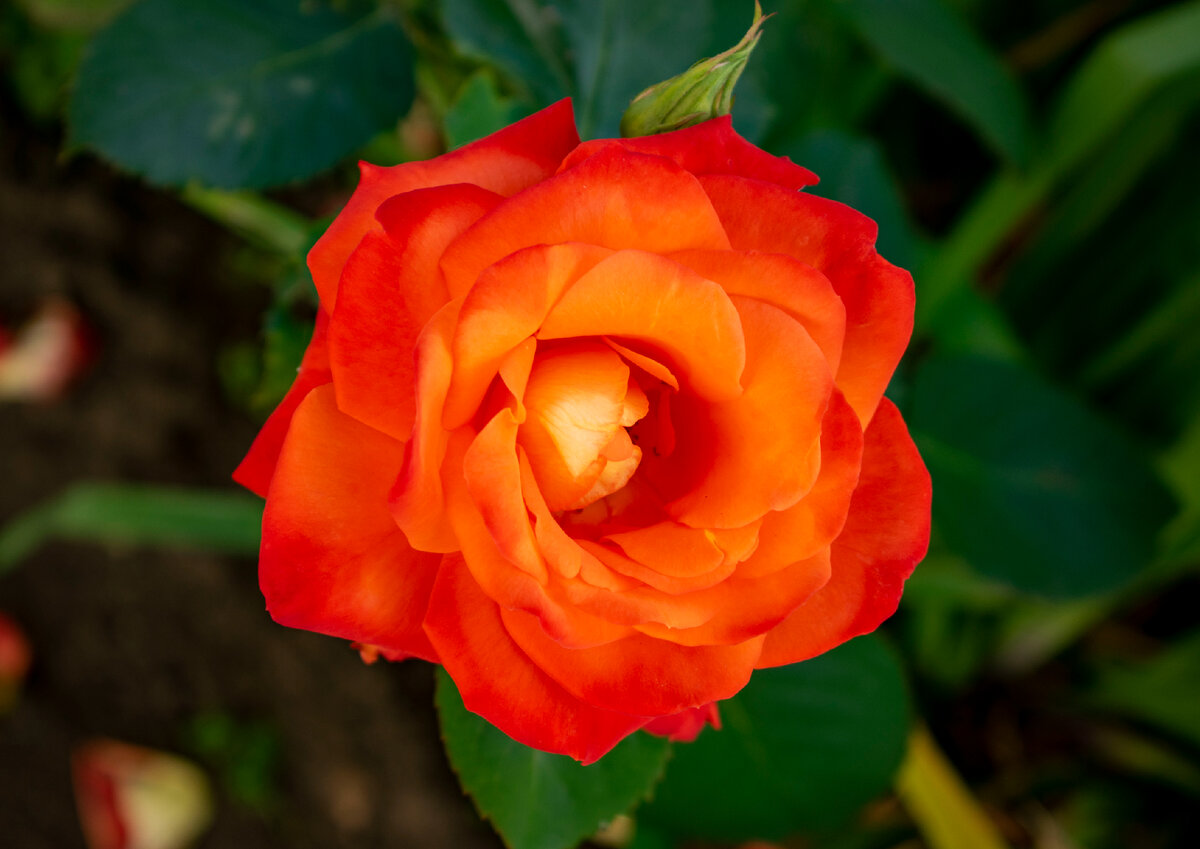 Волшебная роза. Фотография автора статьи.